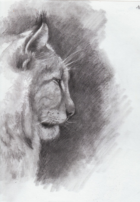 Croquis d'un puma de profil